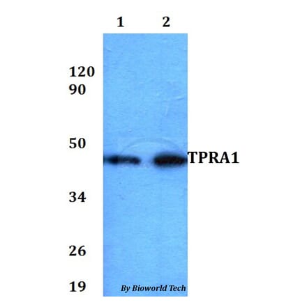 Anti-TPRA1 Antibody from Bioworld Technology (BS60833) - Antibodies.com