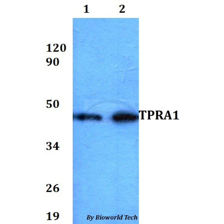 Anti-TPRA1 Antibody from Bioworld Technology (BS60833) - Antibodies.com