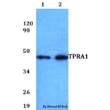 Anti-TPRA1 Antibody from Bioworld Technology (BS60833) - Antibodies.com