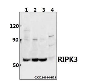 Anti-RIPK3 Antibody from Bioworld Technology (BS60836) - Antibodies.com