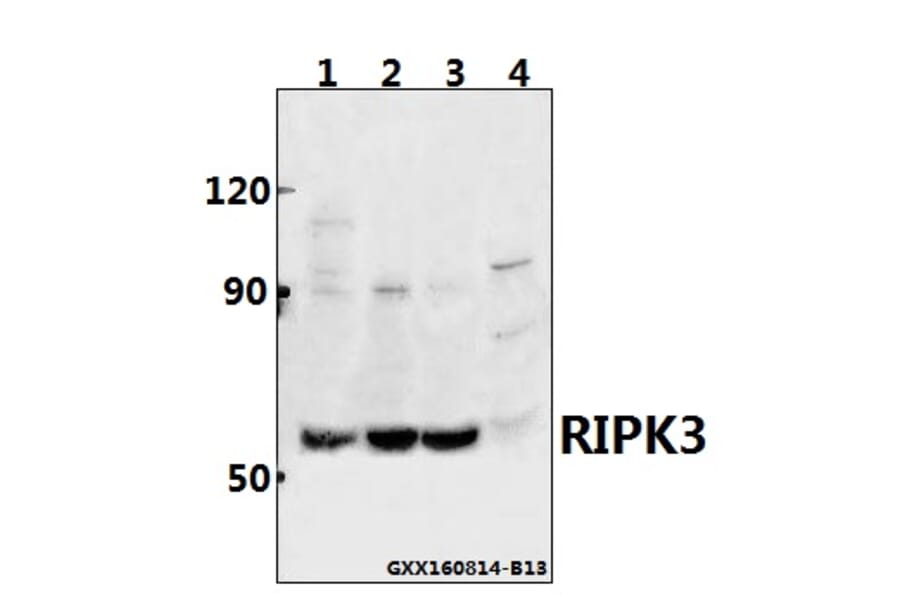 Anti-RIPK3 Antibody from Bioworld Technology (BS60836) - Antibodies.com