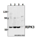 Anti-RIPK3 Antibody from Bioworld Technology (BS60836) - Antibodies.com
