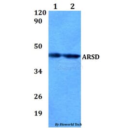 Anti-ARSD Antibody from Bioworld Technology (BS60837) - Antibodies.com