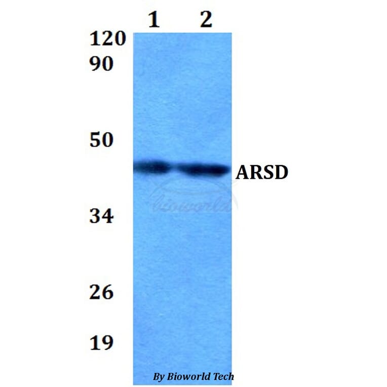 Anti-ARSD Antibody from Bioworld Technology (BS60837) - Antibodies.com