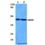 Anti-ARSD Antibody from Bioworld Technology (BS60837) - Antibodies.com