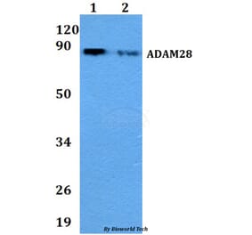 Anti-ADAM28 Antibody from Bioworld Technology (BS60838) - Antibodies.com
