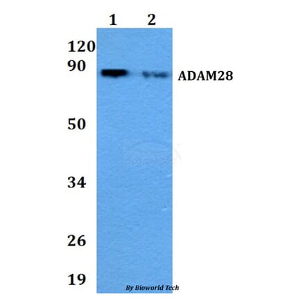 Anti-ADAM28 Antibody from Bioworld Technology (BS60838) - Antibodies.com