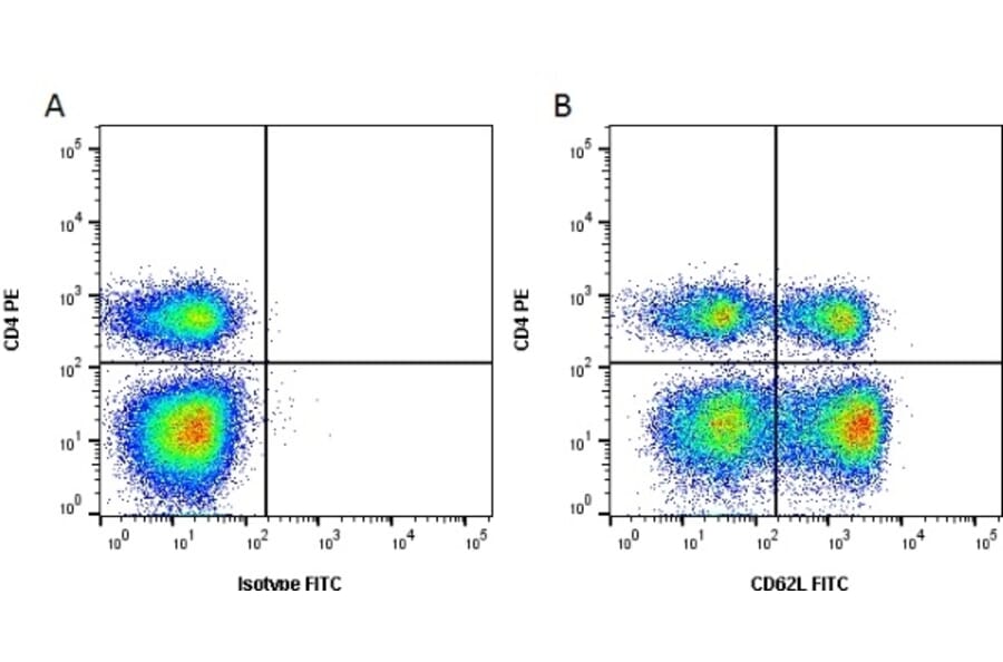 Flow Cytometry - Anti-CD62L Antibody [CC32] (FITC) (A280038) - Antibodies.com