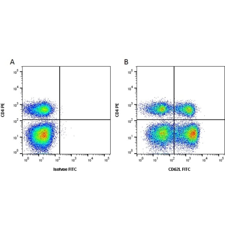 Flow Cytometry - Anti-CD62L Antibody [CC32] (FITC) (A280038) - Antibodies.com