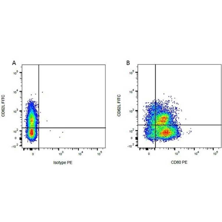 Flow Cytometry - Anti-CD62L Antibody [CC32] (FITC) (A280038) - Antibodies.com