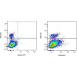 Flow Cytometry - Anti-CD8 Antibody [CC63] (FITC) (A280057) - Antibodies.com