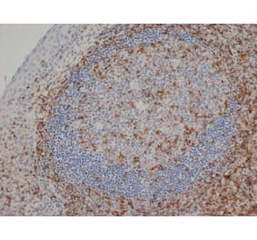 Immunohistochemistry - Anti-CD3 epsilon Antibody [CD3-12] (A280087) - Antibodies.com