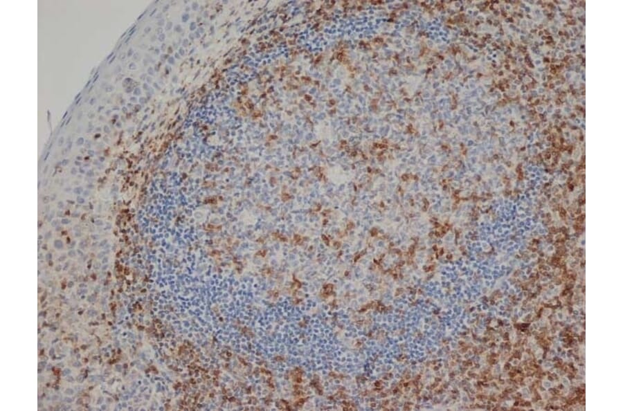 Immunohistochemistry - Anti-CD3 epsilon Antibody [CD3-12] (A280087) - Antibodies.com