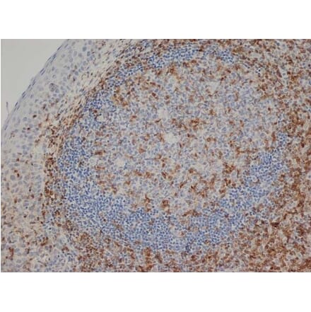 Immunohistochemistry - Anti-CD3 epsilon Antibody [CD3-12] (A280087) - Antibodies.com