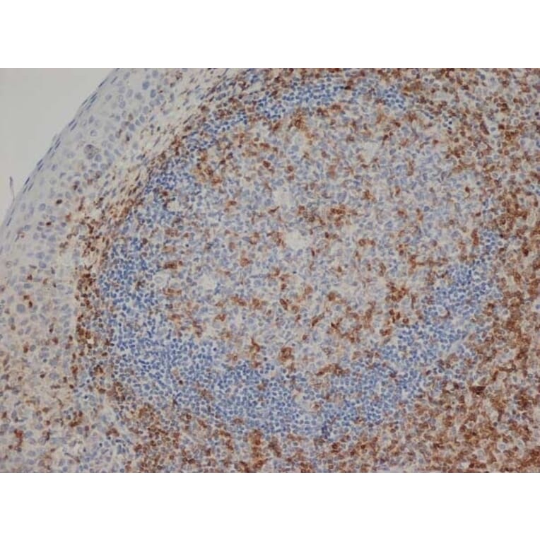 Immunohistochemistry - Anti-CD3 epsilon Antibody [CD3-12] (A280087) - Antibodies.com