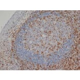 Immunohistochemistry - Anti-CD3 epsilon Antibody [CD3-12] (A280087) - Antibodies.com