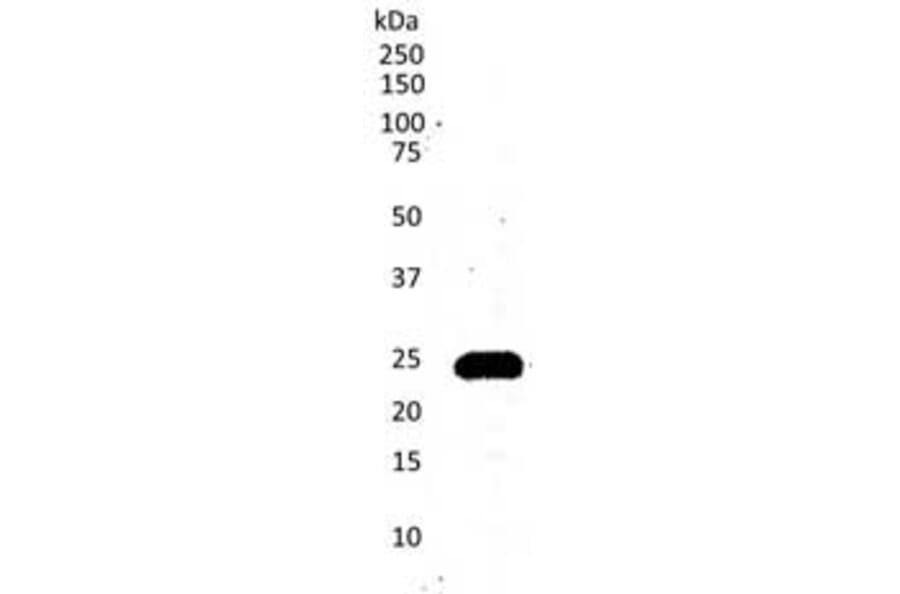 Western Blot - Anti-CD3 epsilon Antibody [CD3-12] (A280087) - Antibodies.com