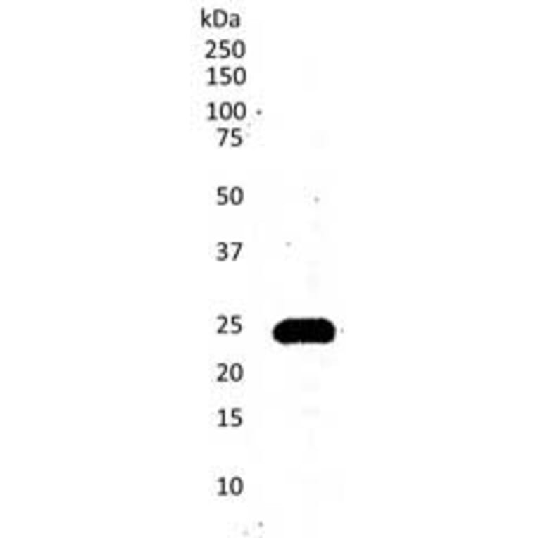 Western Blot - Anti-CD3 epsilon Antibody [CD3-12] (A280087) - Antibodies.com
