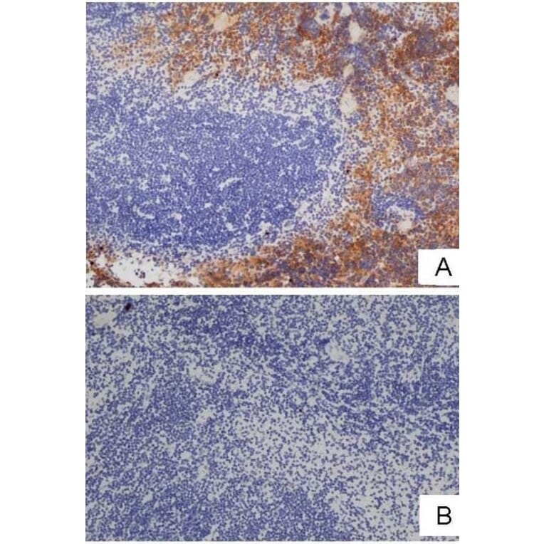 Flow Cytometry - Anti-F4/80 Antibody [Cl:A3-1] (A280113) - Antibodies.com