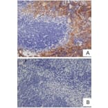 Flow Cytometry - Anti-F4/80 Antibody [Cl:A3-1] (A280113) - Antibodies.com