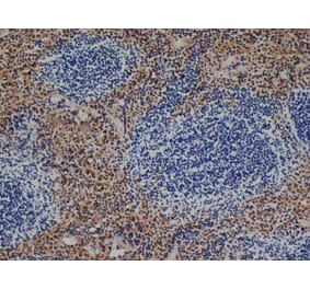 Immunohistochemistry - Anti-F4/80 Antibody [Cl:A3-1] (A280113) - Antibodies.com