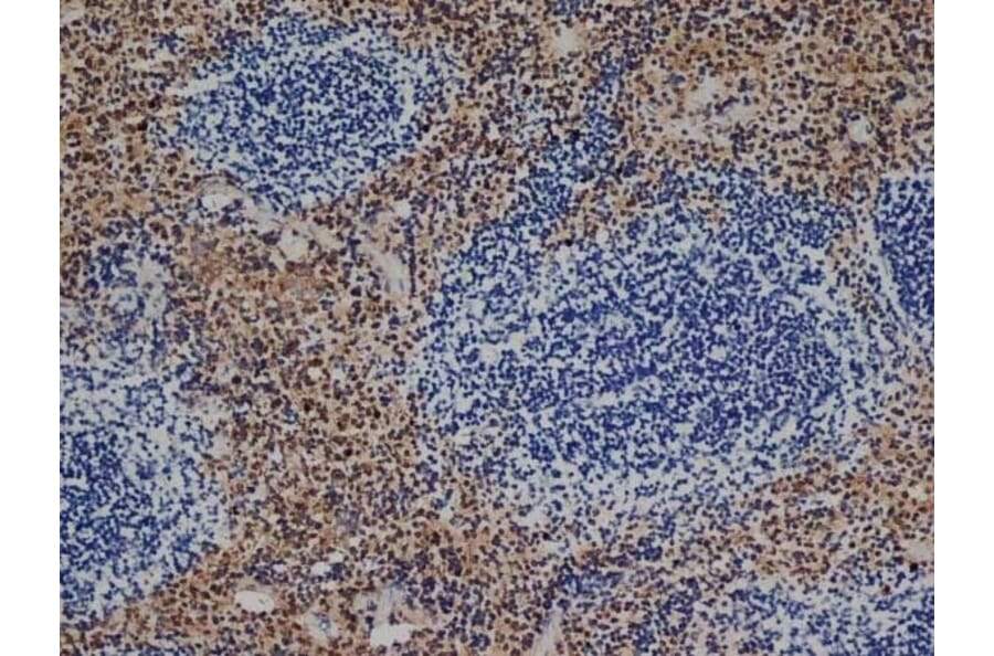 Immunohistochemistry - Anti-F4/80 Antibody [Cl:A3-1] (A280113) - Antibodies.com