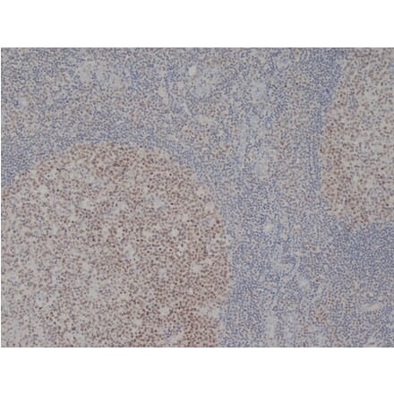 Immunohistochemistry - Anti-MCM2 Antibody [CRCT2.1] (A280143) - Antibodies.com