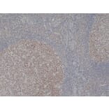 Immunohistochemistry - Anti-MCM2 Antibody [CRCT2.1] (A280143) - Antibodies.com