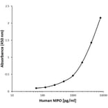 ELISA - Anti-Myeloperoxidase Antibody [D08-8G5] (Biotin) (A280204) - Antibodies.com