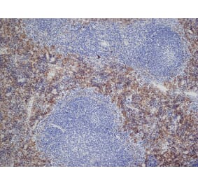 Immunohistochemistry - Anti-DECTIN 2 Antibody [D2.11E4] (A280209) - Antibodies.com