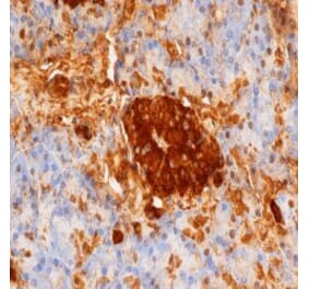 Flow Cytometry - Anti-Insulin + Proinsulin Antibody [D3E7 (5B6/6)] (A280214) - Antibodies.com