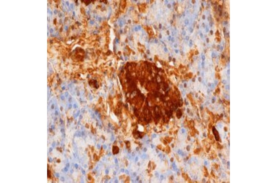 Flow Cytometry - Anti-Insulin + Proinsulin Antibody [D3E7 (5B6/6)] (A280214) - Antibodies.com