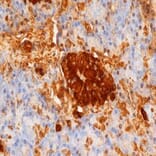 Flow Cytometry - Anti-Insulin + Proinsulin Antibody [D3E7 (5B6/6)] (A280214) - Antibodies.com