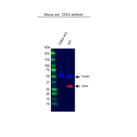 Western Blot - Anti-Cdk4 Antibody [DCS-31.2] (A280231) - Antibodies.com