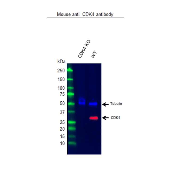 Western Blot - Anti-Cdk4 Antibody [DCS-31.2] (A280231) - Antibodies.com