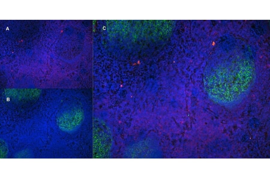 Immunofluorescence  - Anti-CD43 Antibody [DFT-1] (A280250) - Antibodies.com