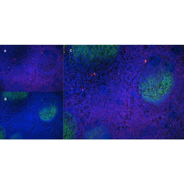 Immunofluorescence  - Anti-CD43 Antibody [DFT-1] (A280250) - Antibodies.com
