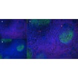 Immunofluorescence  - Anti-CD43 Antibody [DFT-1] (A280250) - Antibodies.com