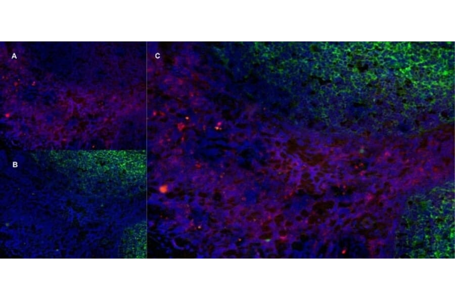 Immunofluorescence  - Anti-CD43 Antibody [DFT-1] (A280250) - Antibodies.com