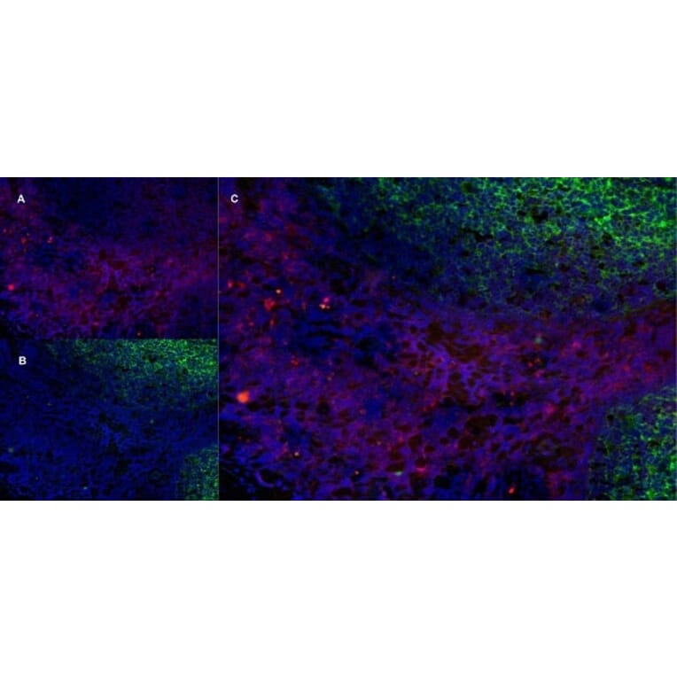 Immunofluorescence  - Anti-CD43 Antibody [DFT-1] (A280250) - Antibodies.com