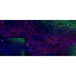 Immunofluorescence  - Anti-CD43 Antibody [DFT-1] (A280250) - Antibodies.com