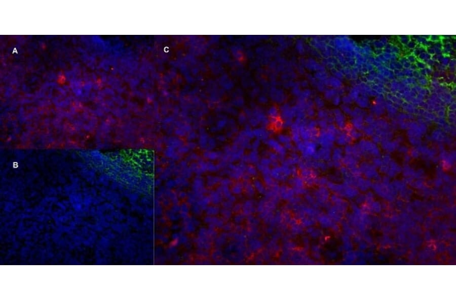 Immunofluorescence  - Anti-CD43 Antibody [DFT-1] (A280250) - Antibodies.com