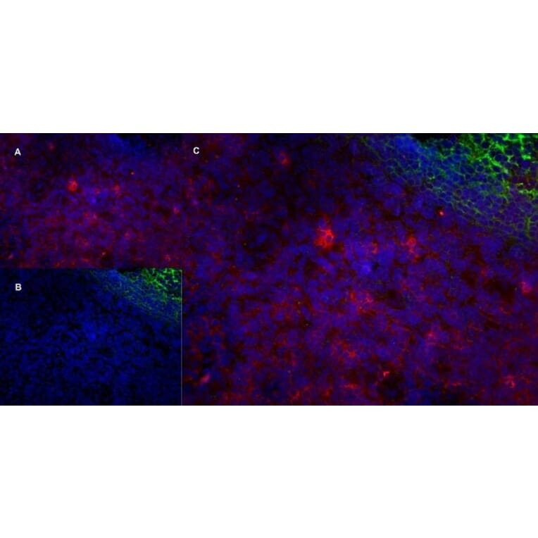 Immunofluorescence  - Anti-CD43 Antibody [DFT-1] (A280250) - Antibodies.com