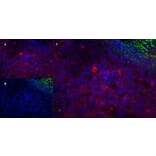 Immunofluorescence  - Anti-CD43 Antibody [DFT-1] (A280250) - Antibodies.com