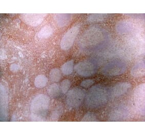 Immunohistochemistry - Anti-CD43 Antibody [DFT-1] (A280250) - Antibodies.com