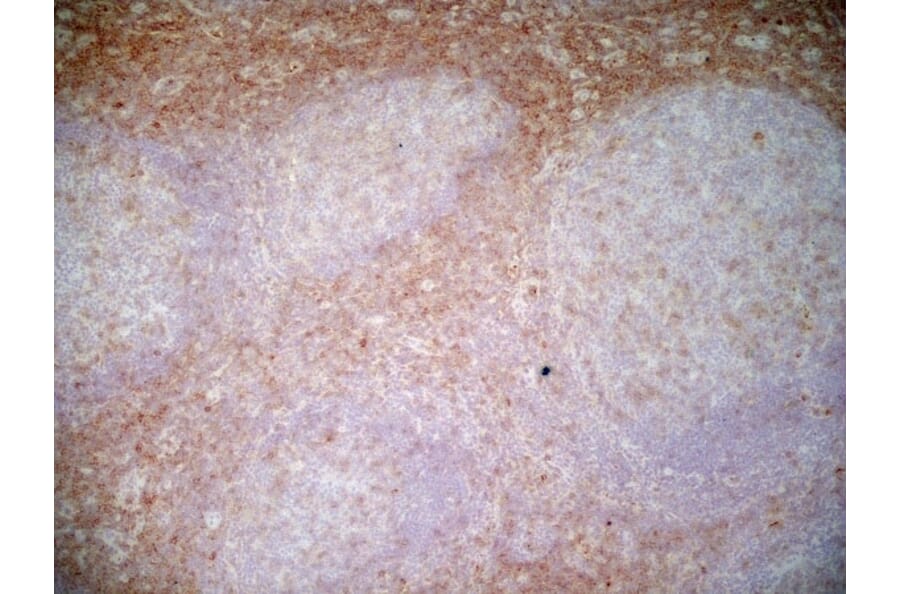 Immunohistochemistry - Anti-CD43 Antibody [DFT-1] (A280250) - Antibodies.com