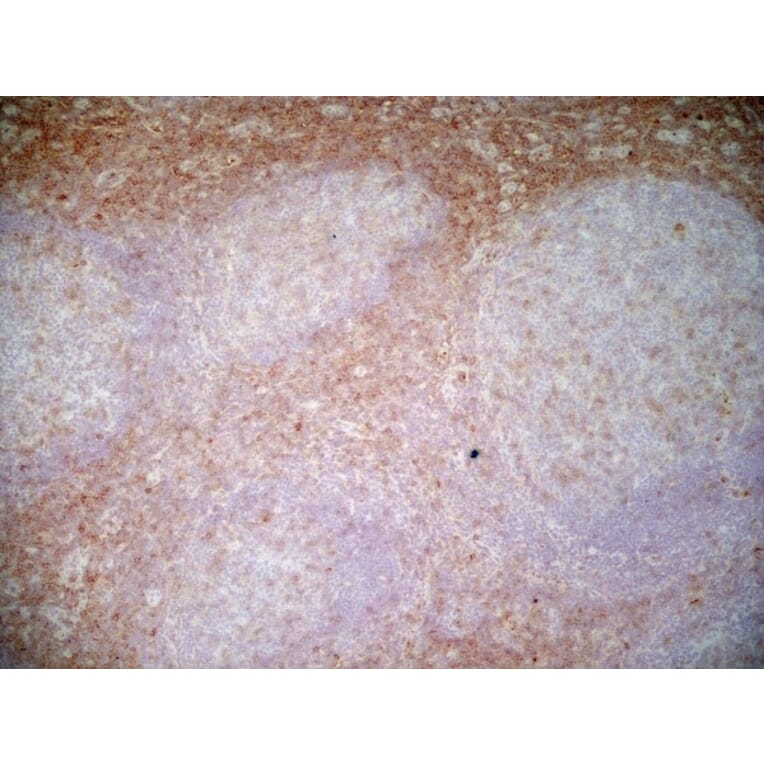 Immunohistochemistry - Anti-CD43 Antibody [DFT-1] (A280250) - Antibodies.com