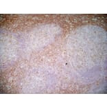 Immunohistochemistry - Anti-CD43 Antibody [DFT-1] (A280250) - Antibodies.com
