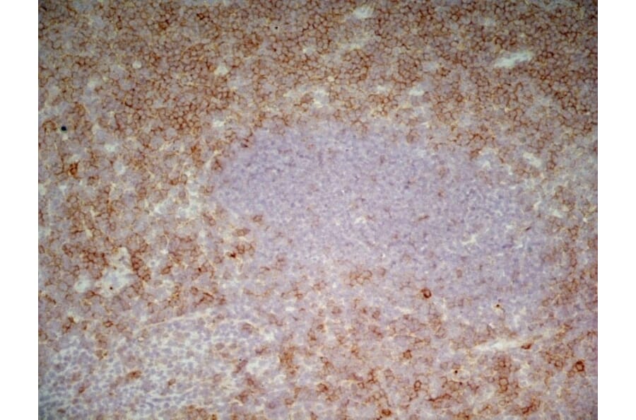 Immunohistochemistry - Anti-CD43 Antibody [DFT-1] (A280250) - Antibodies.com