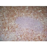 Immunohistochemistry - Anti-CD43 Antibody [DFT-1] (A280250) - Antibodies.com